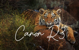 TIGER-CANYON-FEATURE--IMAGE