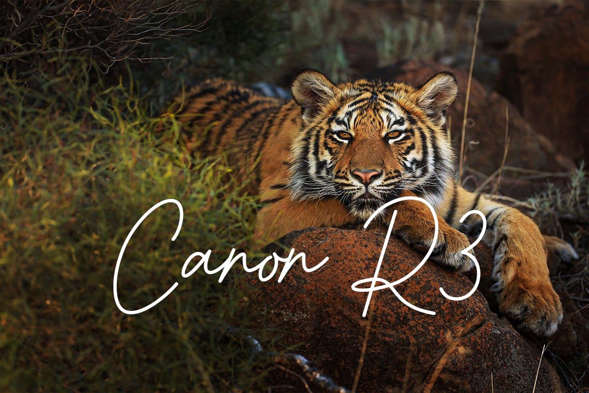 Tiger Canyon experience with Canon EOS R3