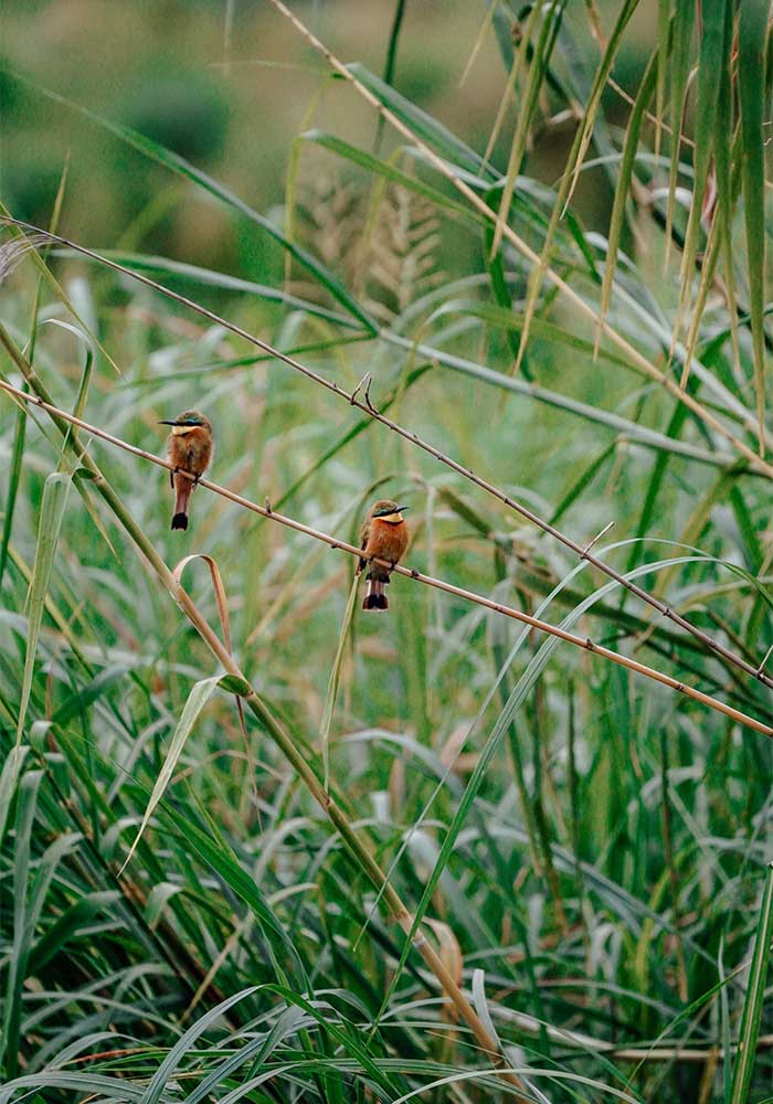 Into the Zambezi with Zeiss and Sony A Birding Safari with Jemma Wild