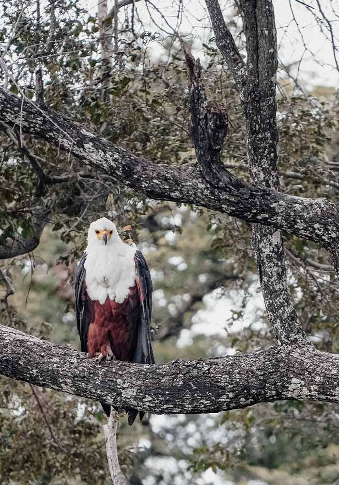 Into the Zambezi with Zeiss and Sony A Birding Safari with Jemma Wild