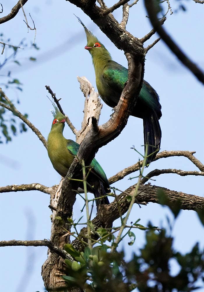 Photograph of Loerie A Birding Safari with Jemma Wild