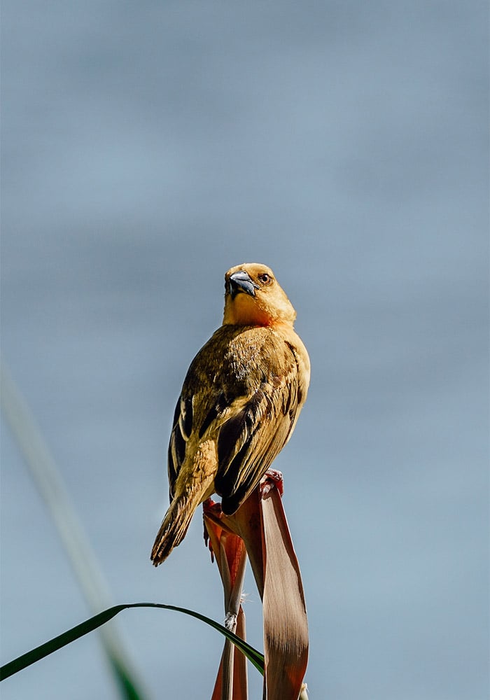 Into the Zambezi with Zeiss and Sony A Birding Safari with Jemma Wild