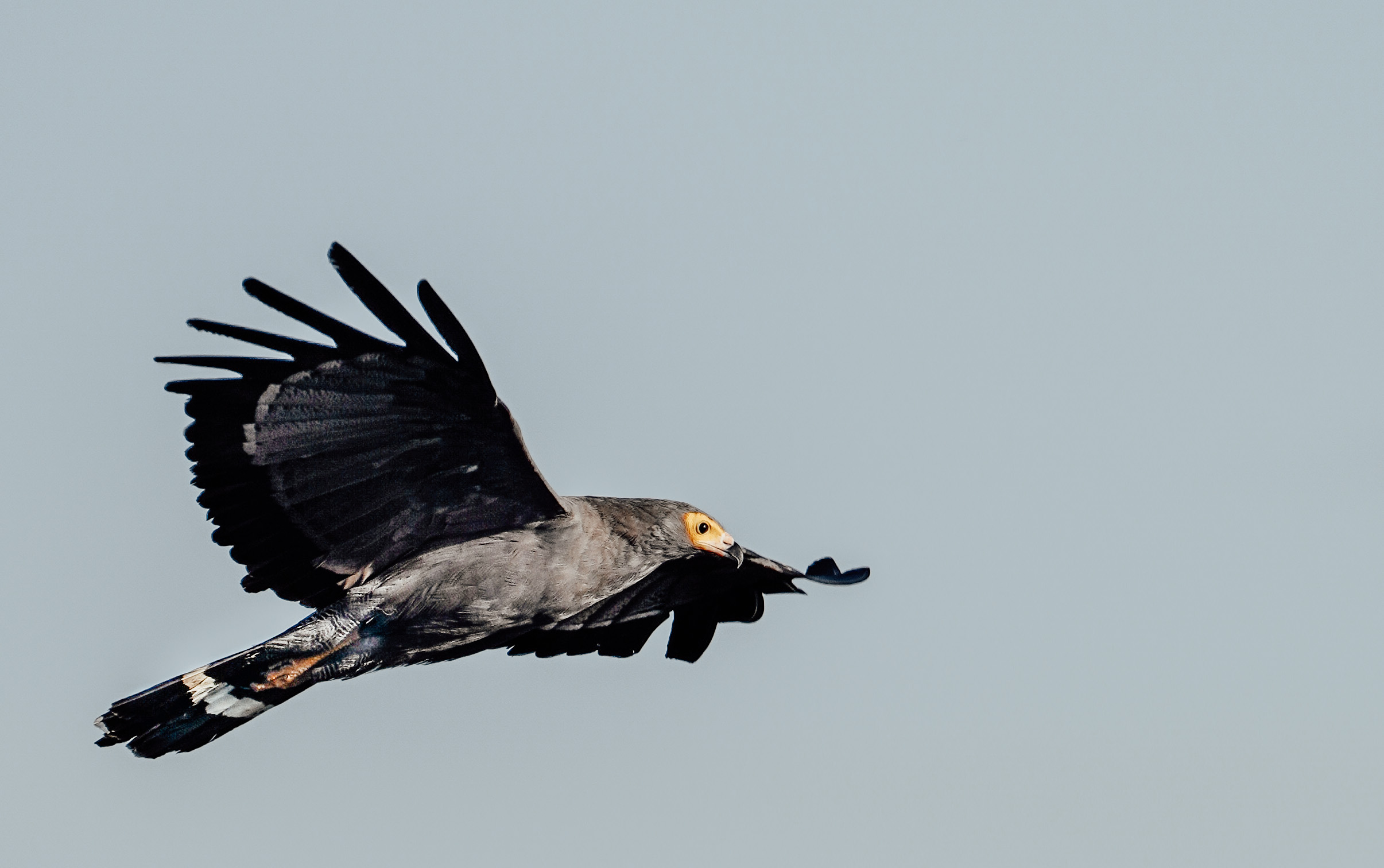 Into the Zambezi with Zeiss and Sony