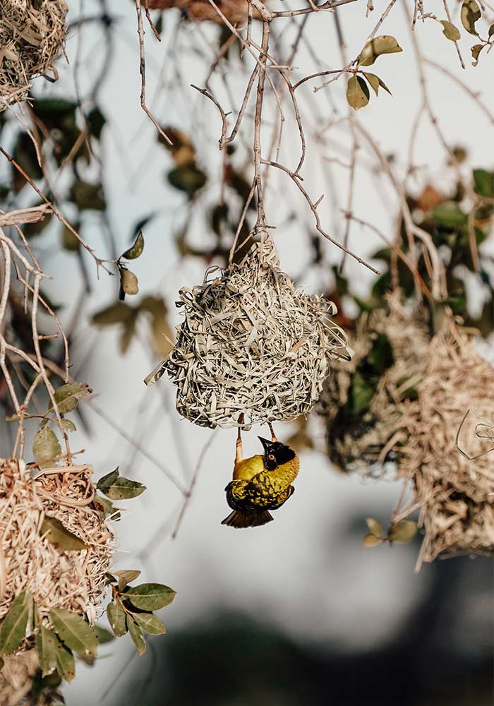 Into the Zambezi with Zeiss and Sony A Birding Safari with Jemma Wild