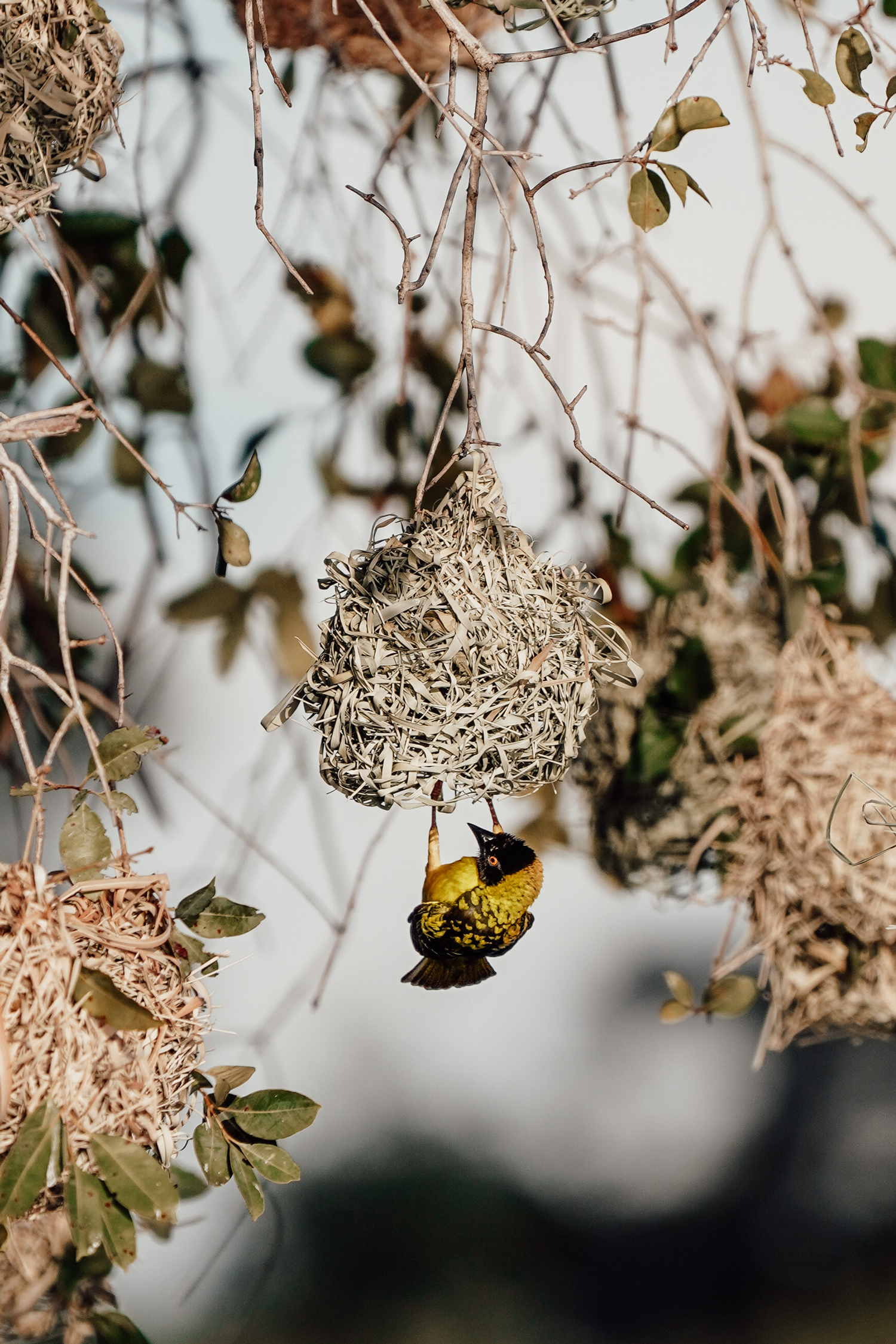 A Birding Safari with Jemma Wild