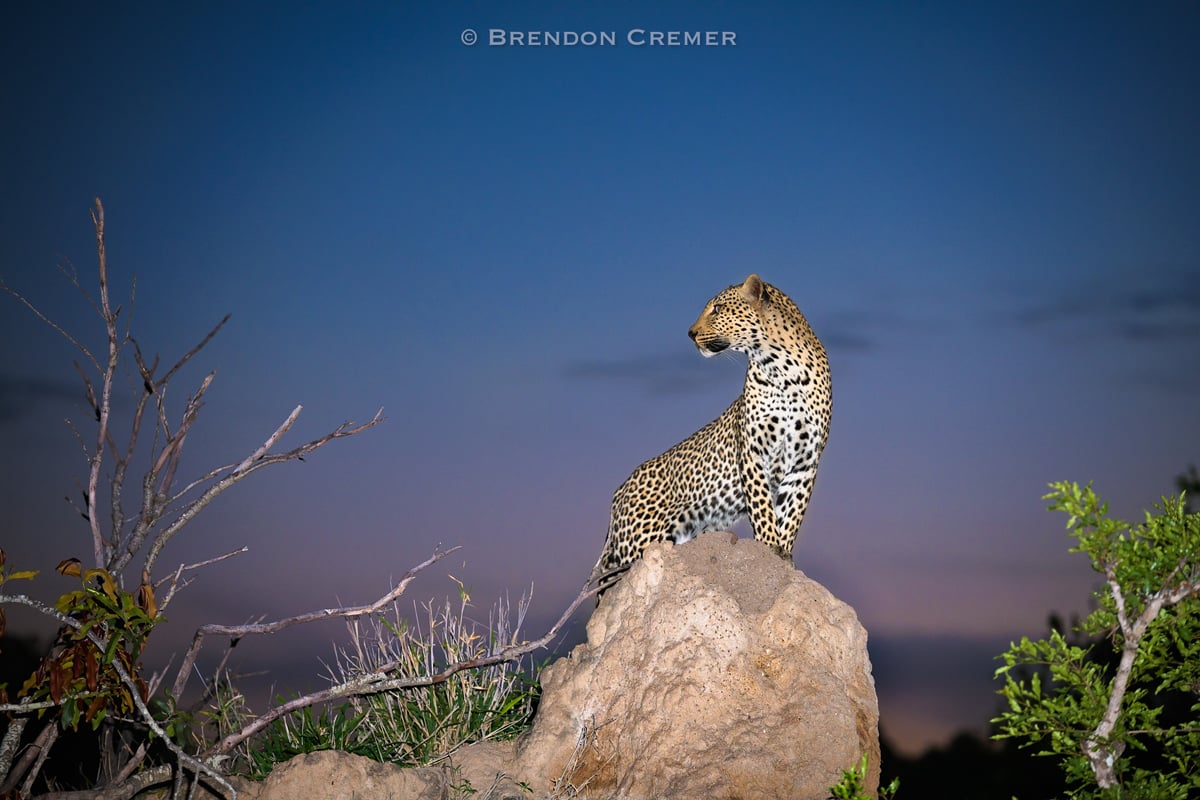 Brendon Cremer Leopard Photograph