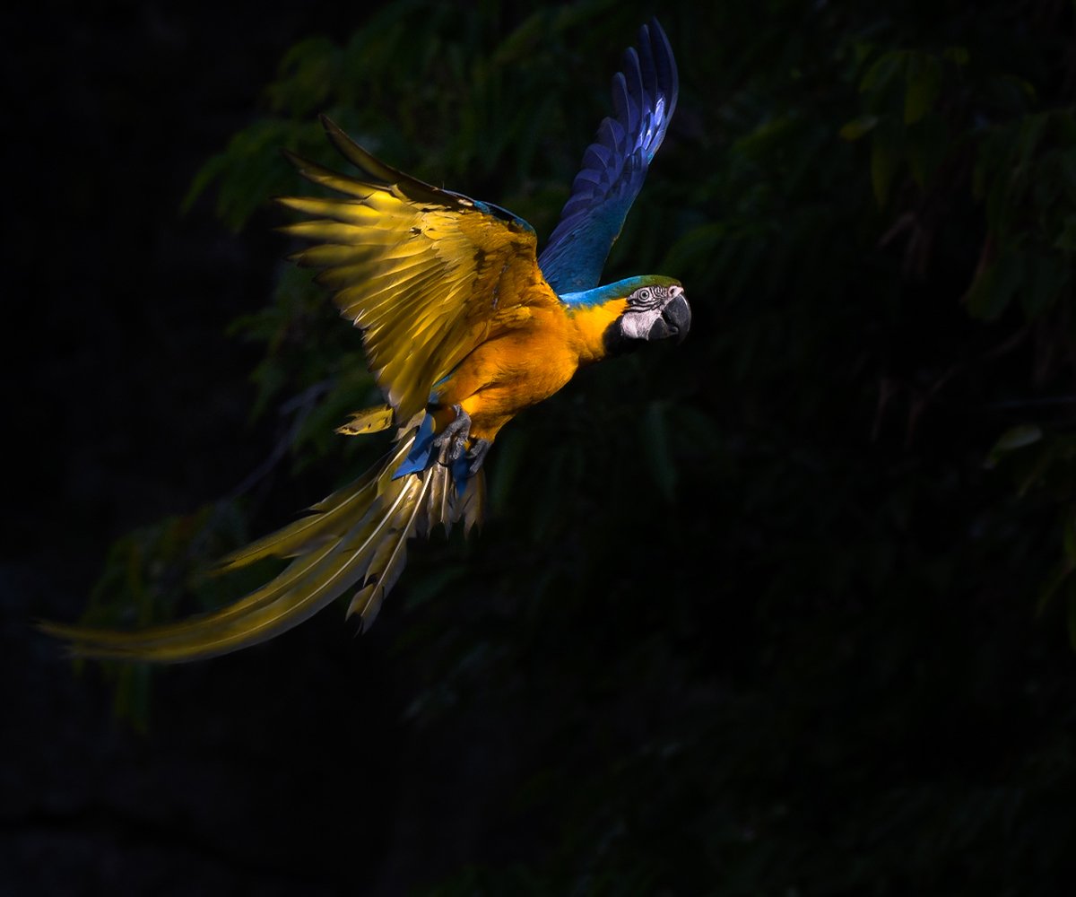 Brendon Cremer Macaw in the Pantanal