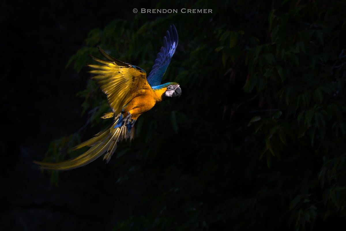 Brendon Cremer Macaw Photograph
