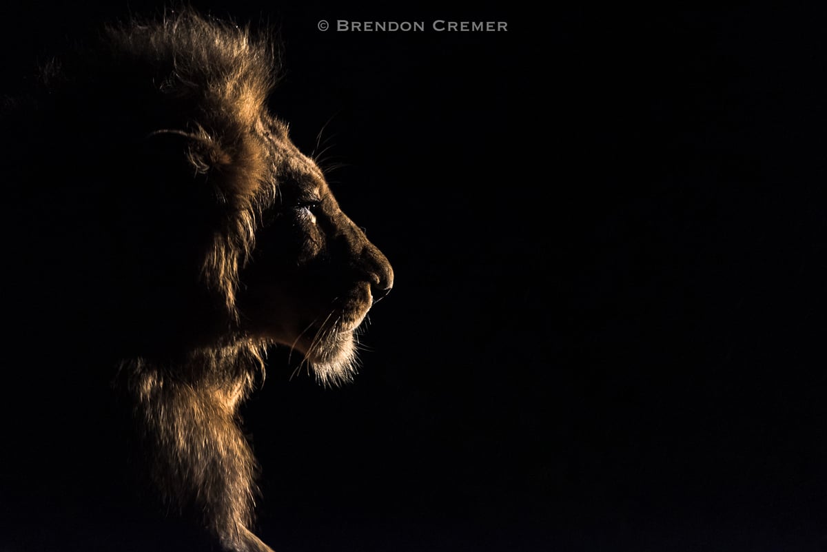 Brendon Cremer Lion Photograph