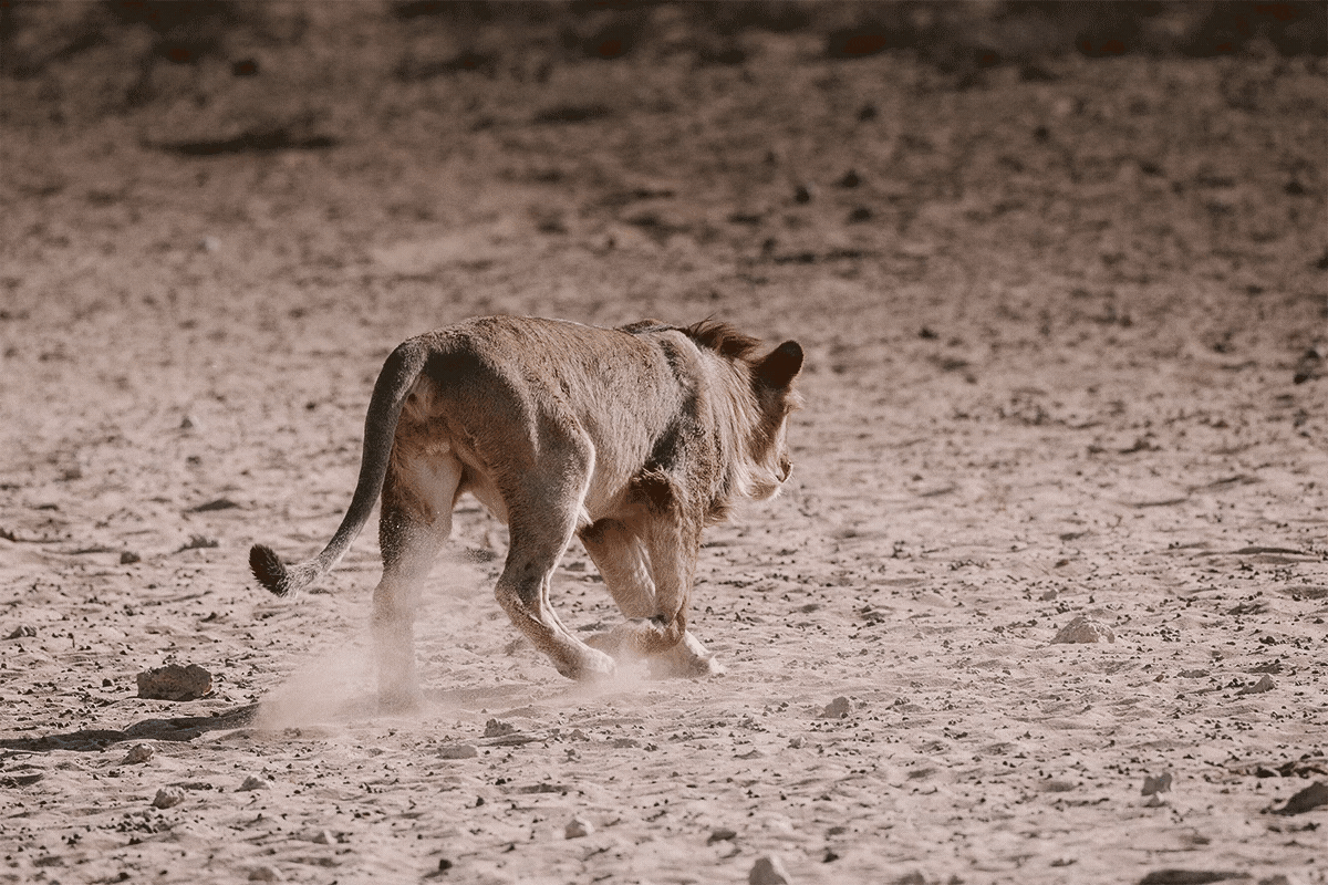WILDLIFE-DAY-2022