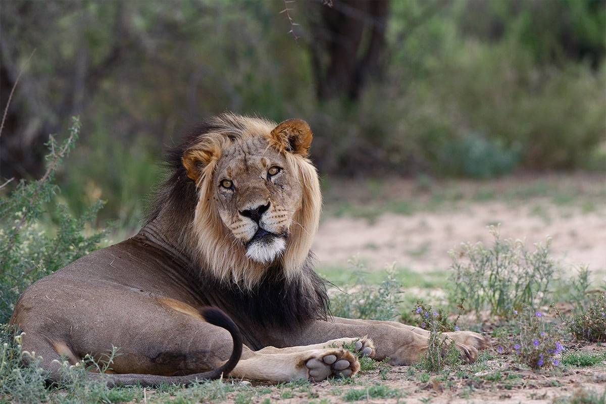 WILDLIFE-DAY-2022-smaevloeiing