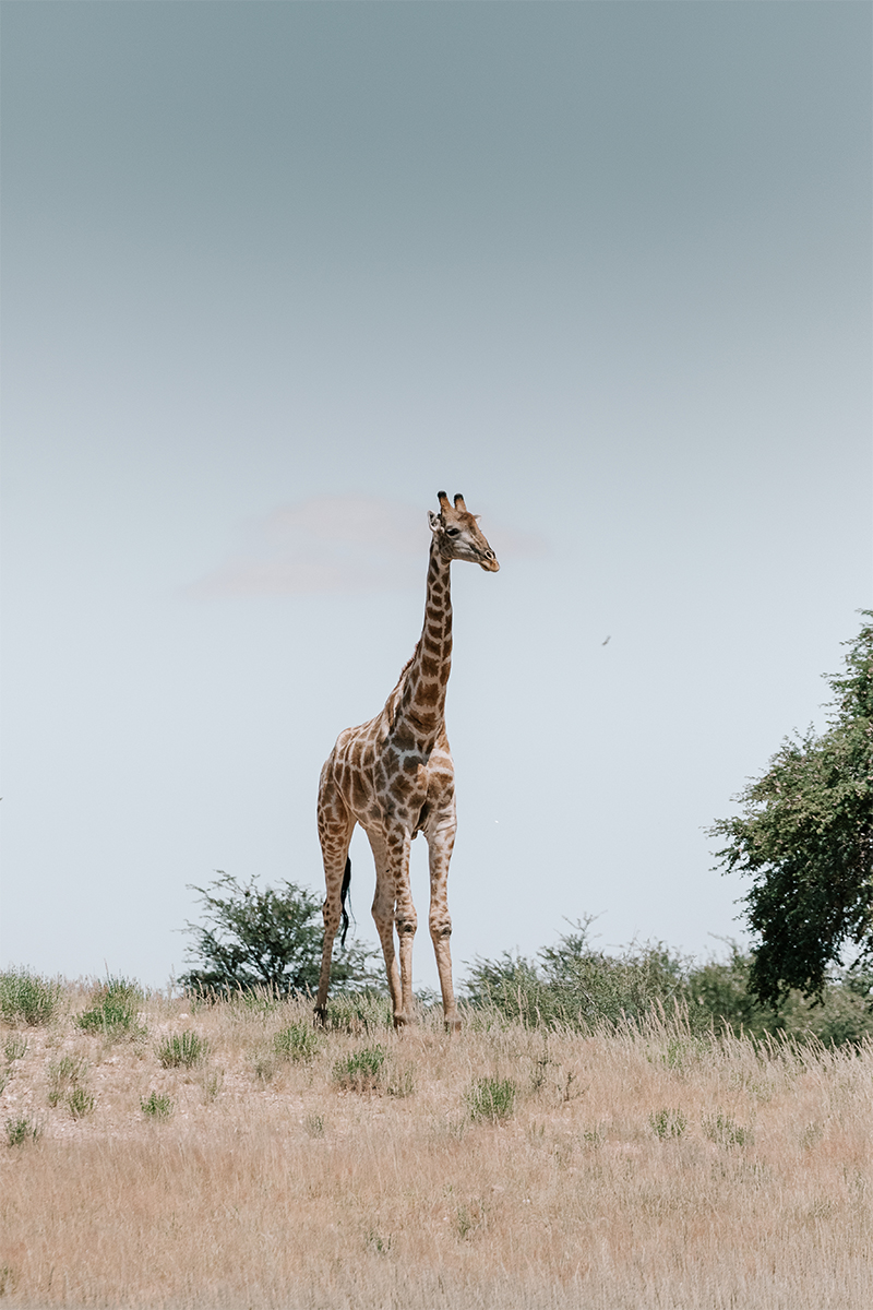 WILDLIFE-DAY-GIRAF