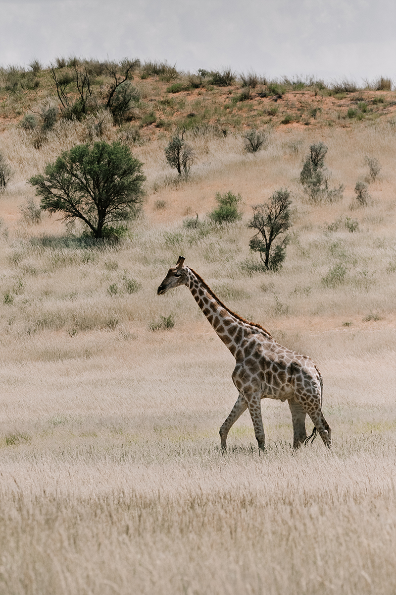 WILDLIFE-DAY-GIRAF2