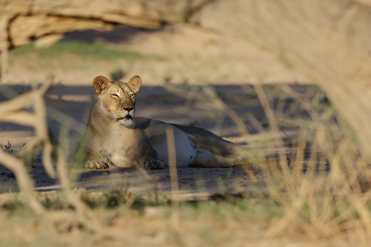 WILDLIFE-DAY-LEEUDRIL-1