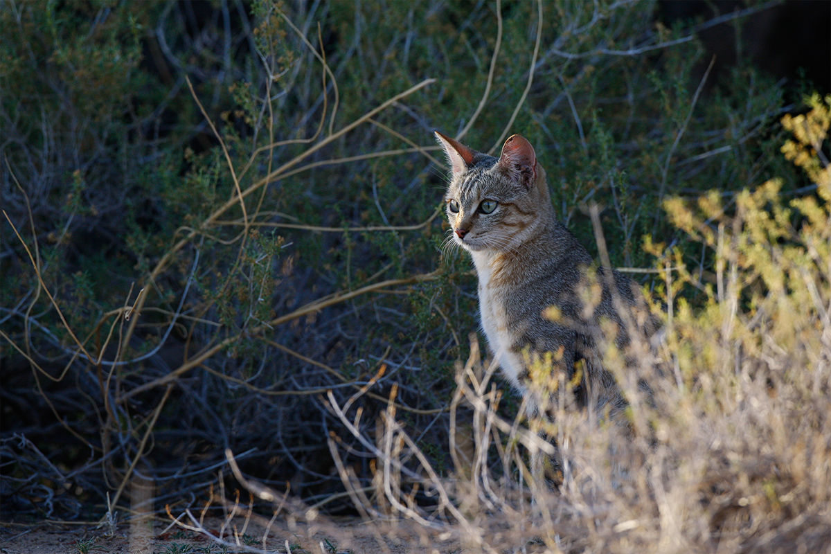 WILDLIFE-DAY-LEEUDRIL-2
