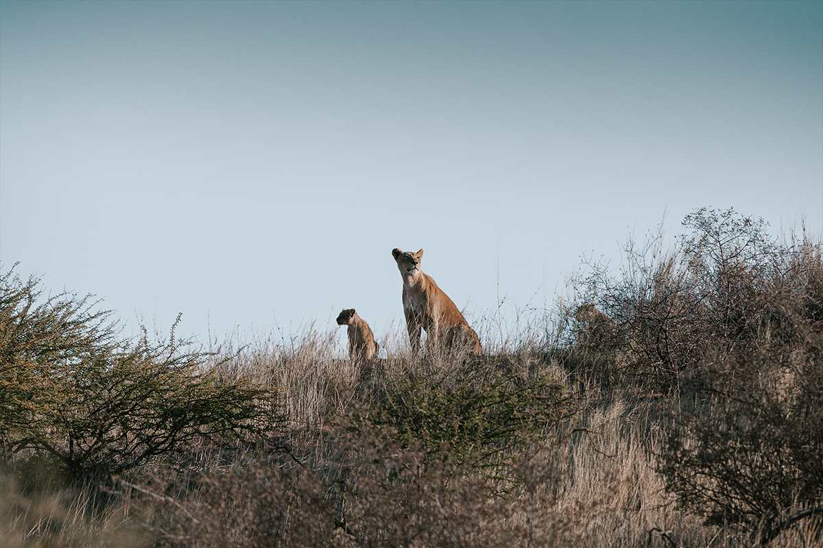WILDLIFE-DAY-MARIESEGAT