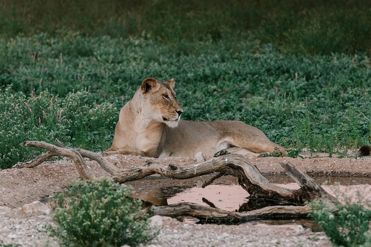 WILDLIFE-DAY-NOSSOB