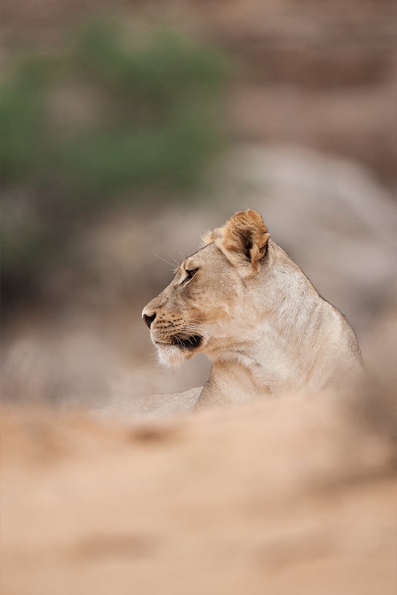 WILDLIFE-DAY-melkvlei2