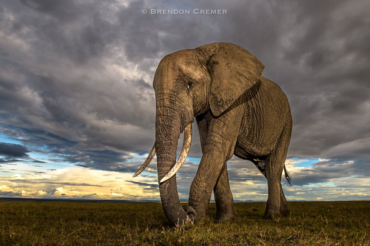 Brendon Cremer Elephant