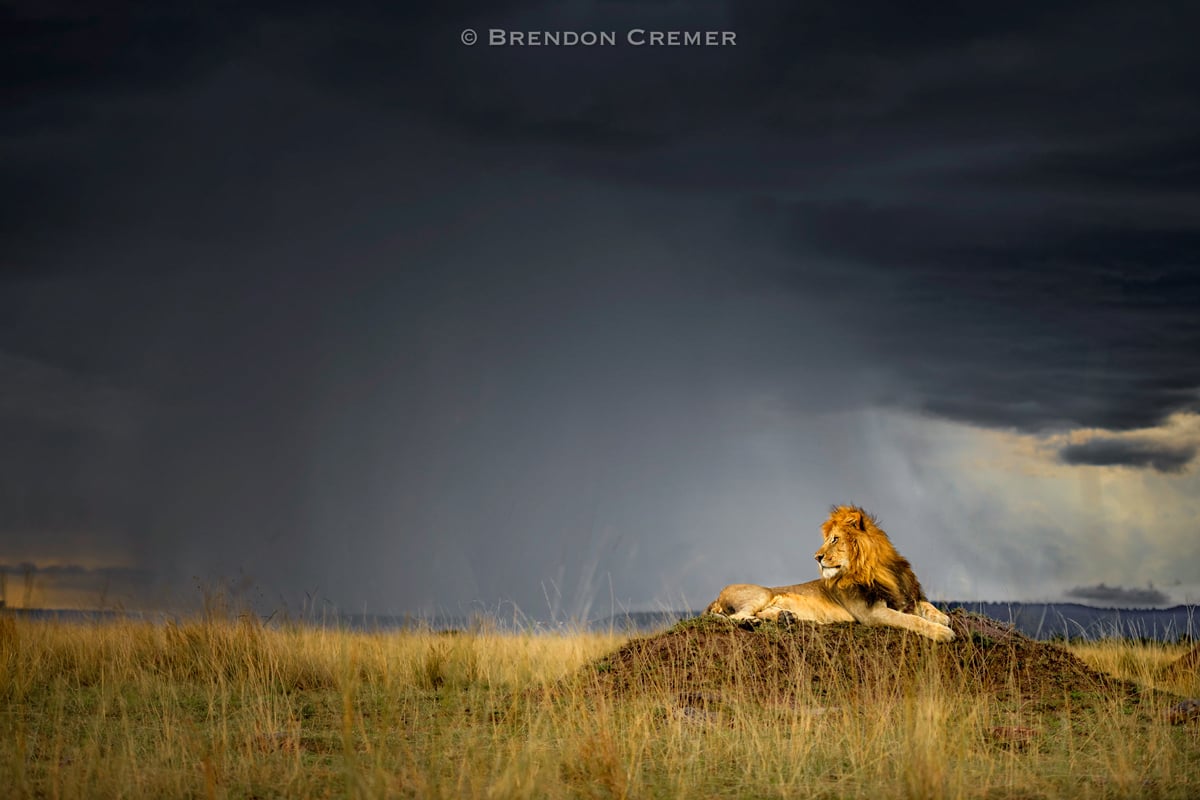 Brendon Cremer Lion Brendon Cremer Lion