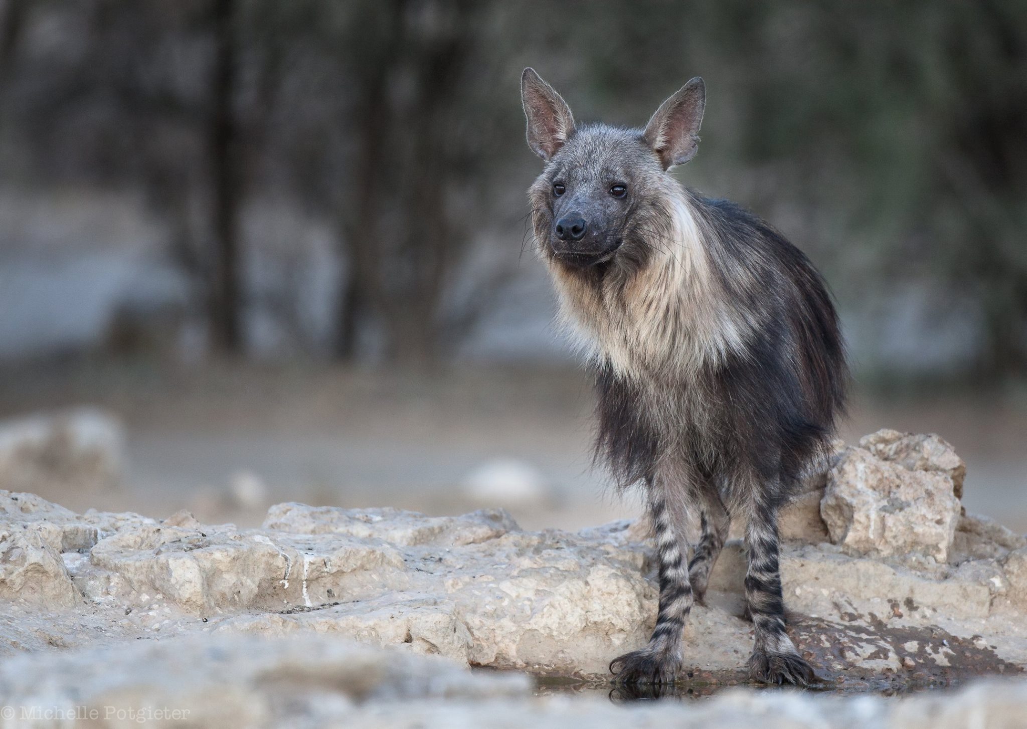 brown-hyena
