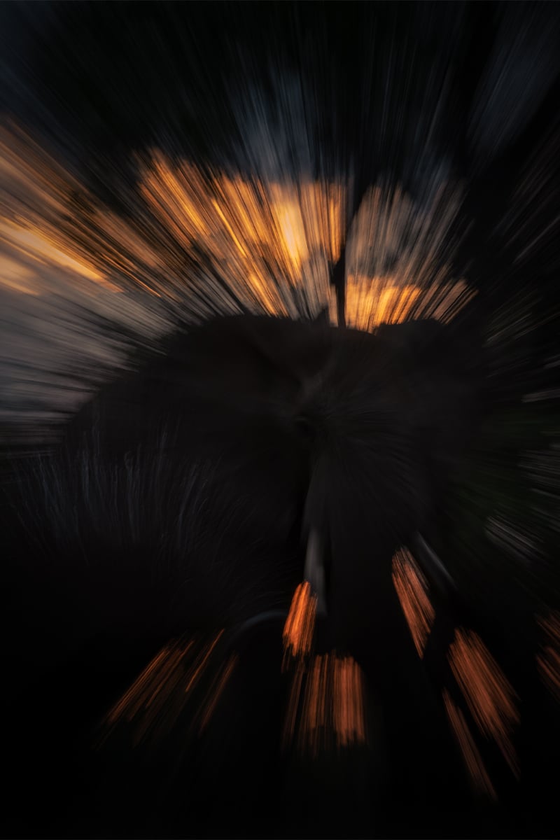 elephant-sunset elephant-sunset
