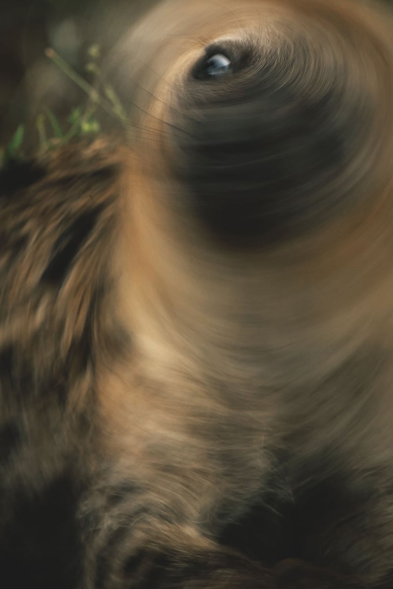 eye-spiral eye-spiral