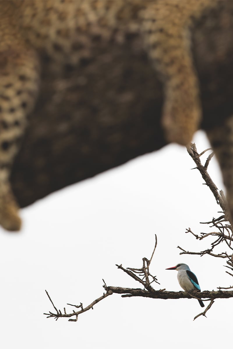 kingfisher kingfisher
