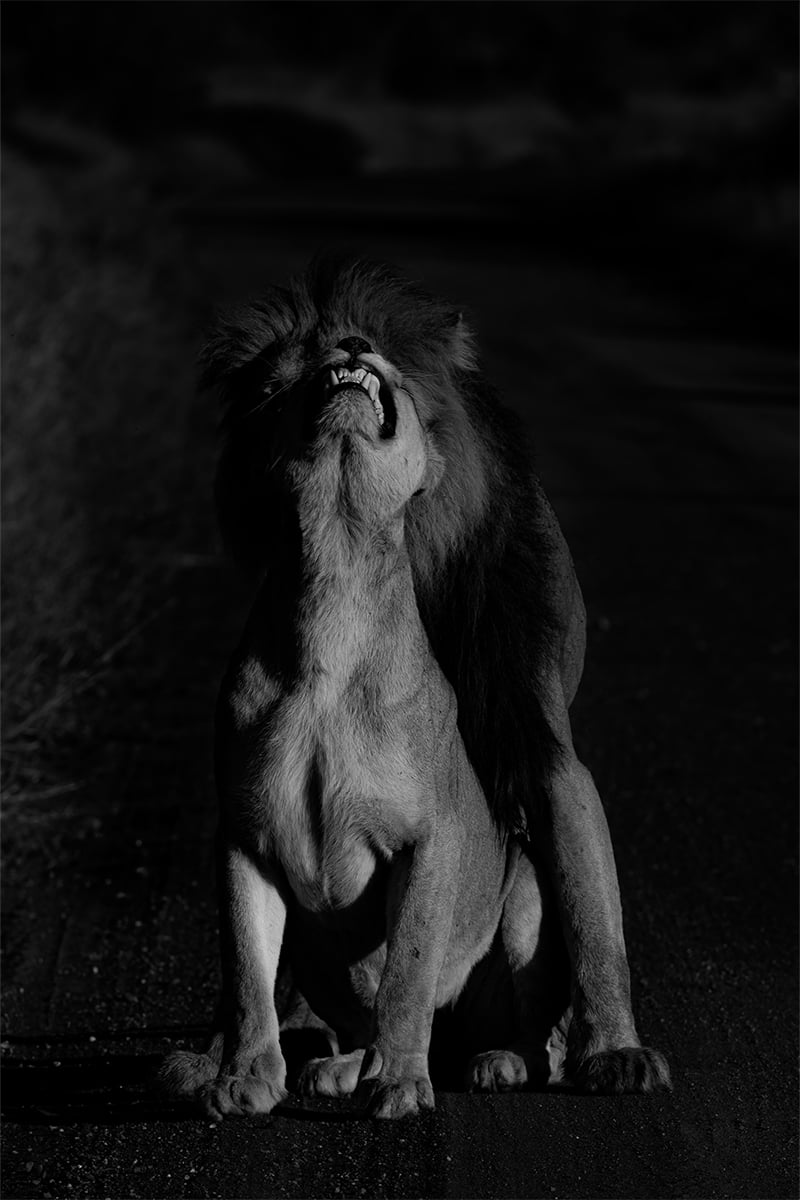 mating-lions mating-lions