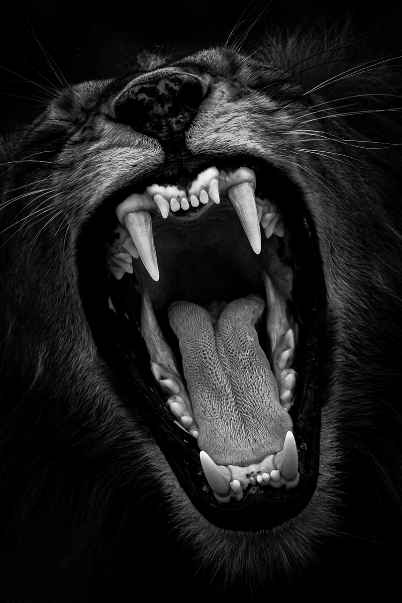 yawn yawn