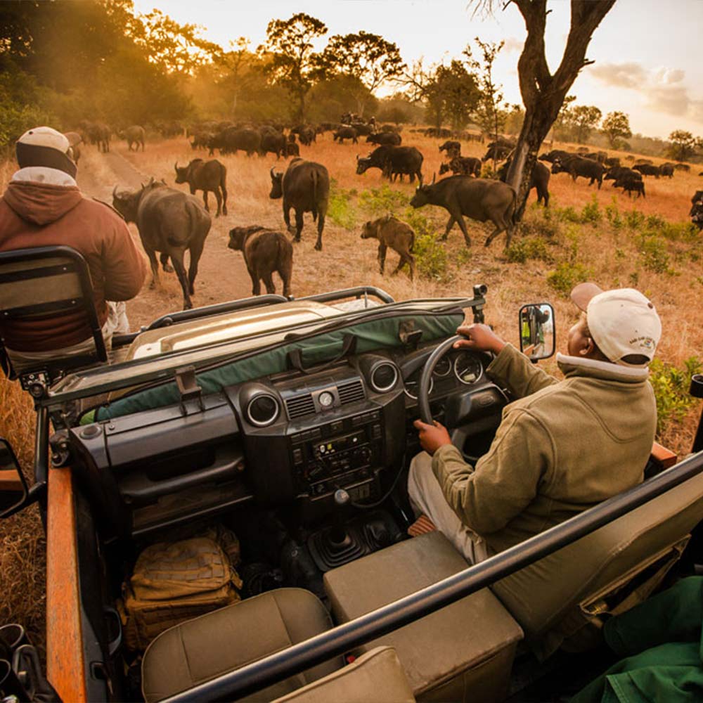 BLOG-JULY-2022-SABI-SABI-GAME-DRIVE Sabi Sabi Competition Game Drive