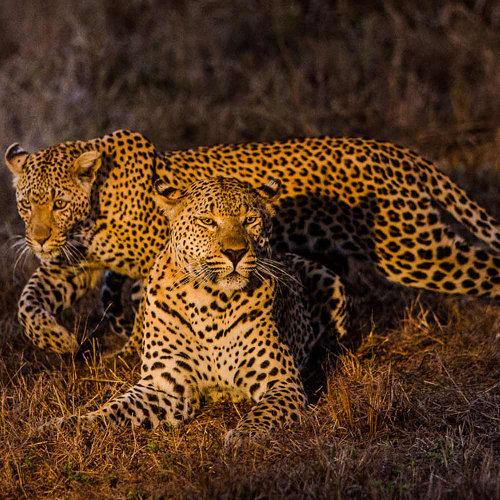 BLOG-JULY-2022-SABI-SABI-WILD Sabi Sabi Competition Game