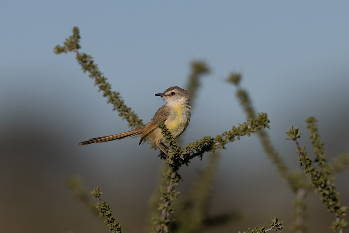mirrorless bird photography
