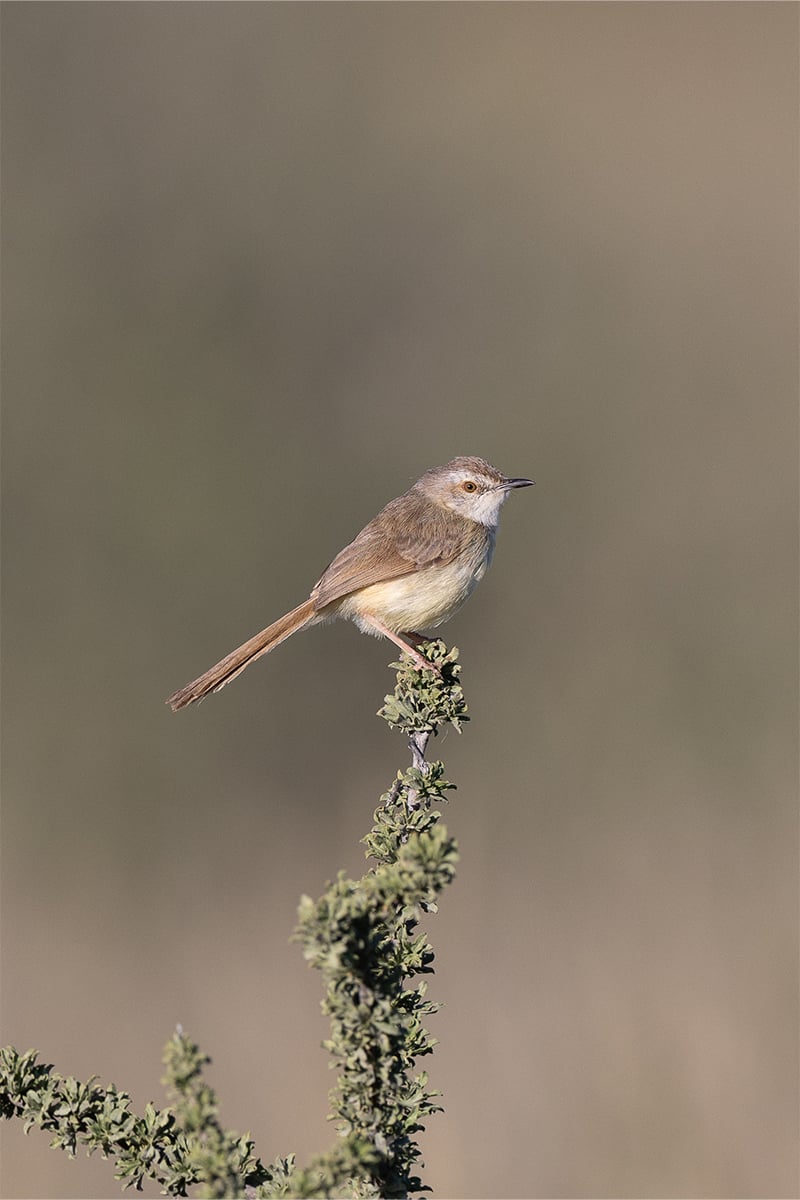 Canon-r3-bird-zoomed Canon-r3-bird-zoomed