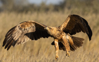 CANON-R3-BIRDING-FEATURE-IMAGE