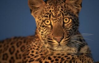 Mark Dumbleton Wildlife photography tips