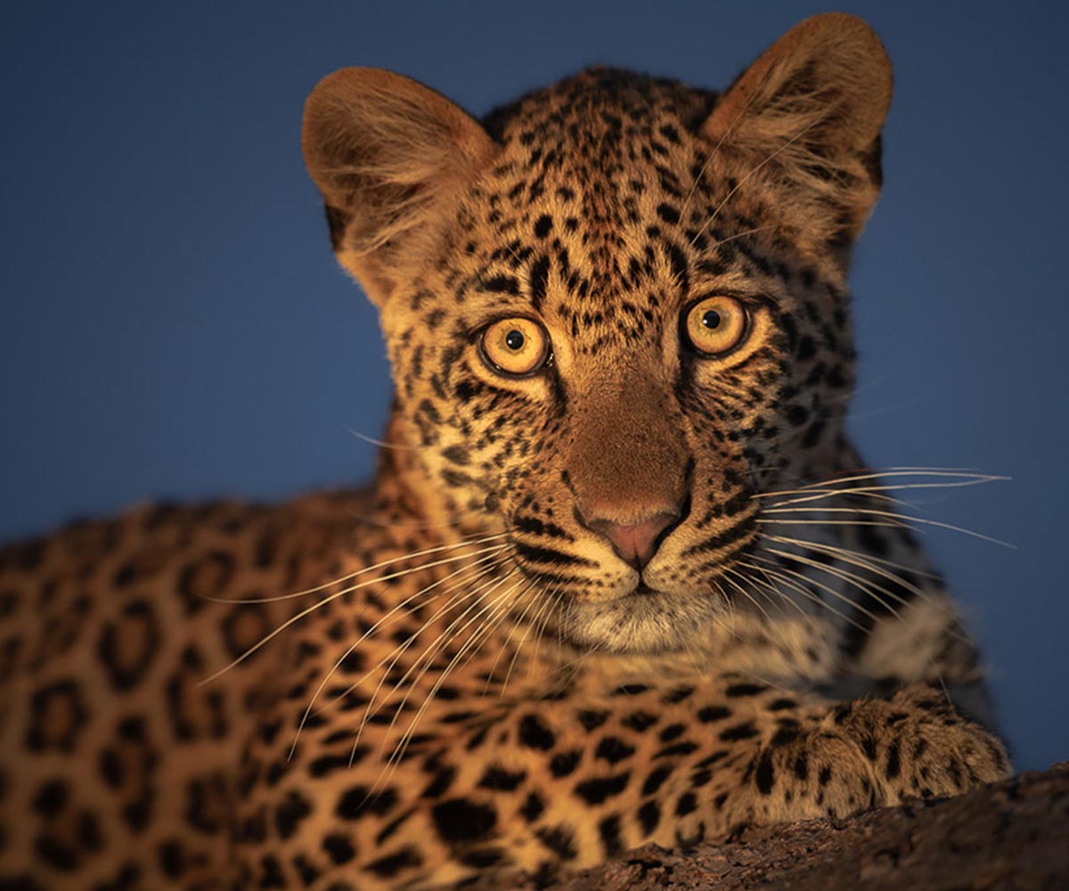 Mark Dumbleton Wildlife photography tips
