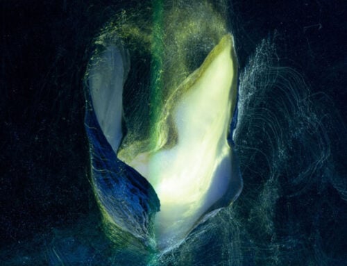 Blooming in the Dark: Stage 6 by Martini Coetzee