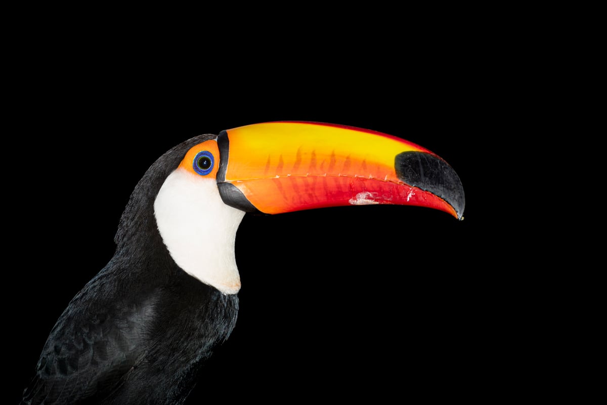 Photographic birding with Juan van den Heever Photographic birding with Juan van den Heever