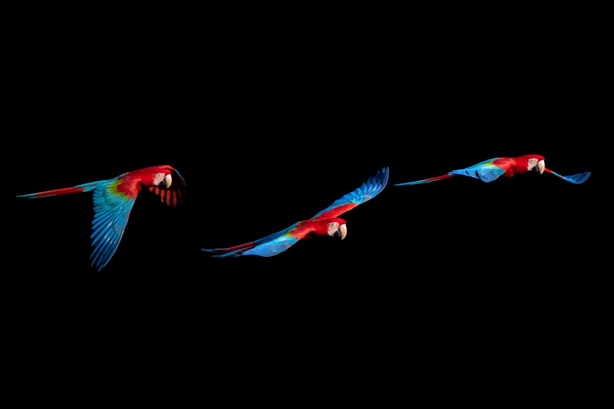 Photographic birding with Juan van den Heever Photographic birding with Juan van den Heever