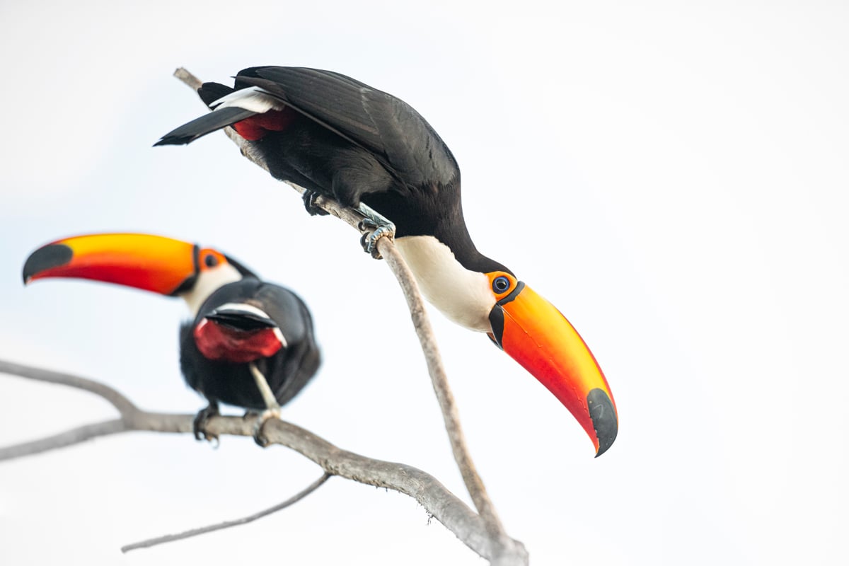 Photographic birding with Juan van den Heever Photographic birding with Juan van den Heever