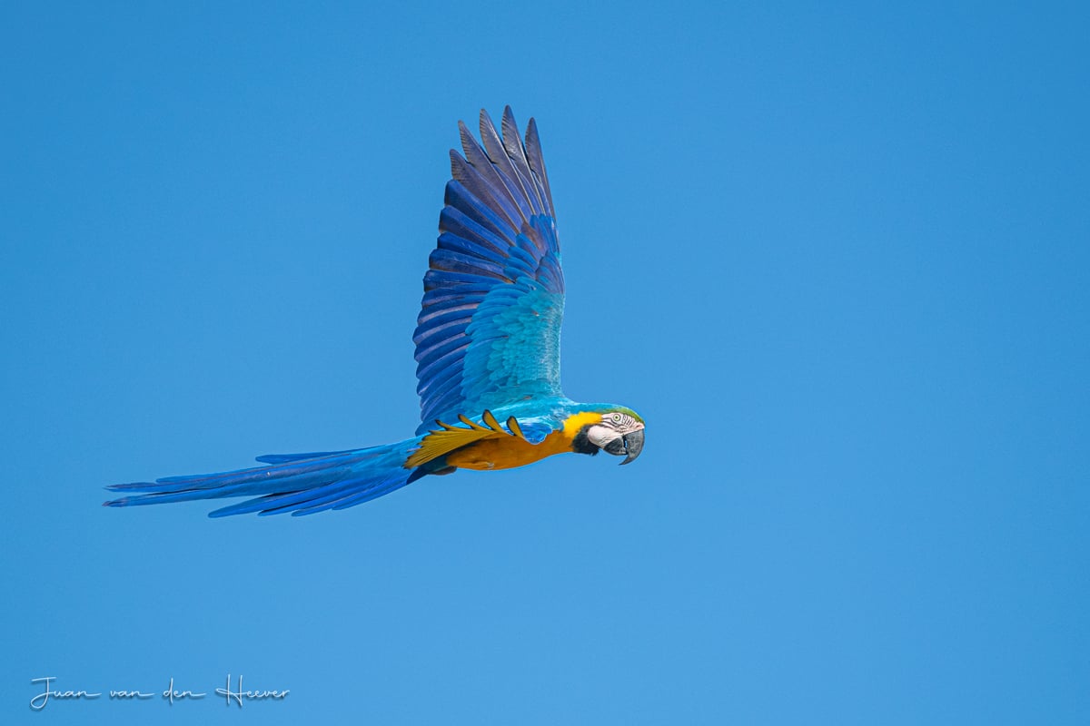 Photographic birding with Juan van den Heever Photographic birding with Juan van den Heever