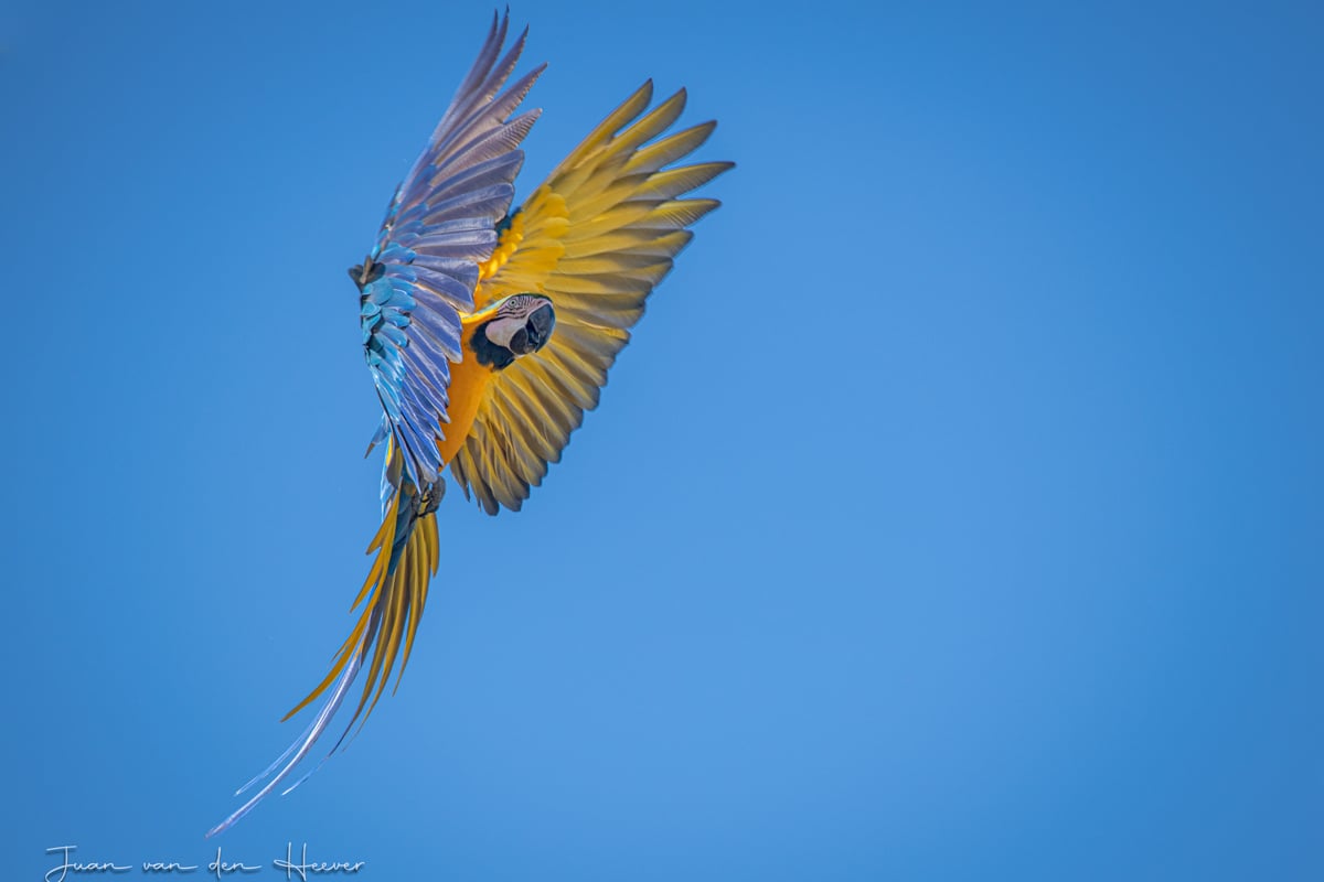 Photographic birding with Juan van den Heever Photographic birding with Juan van den Heever