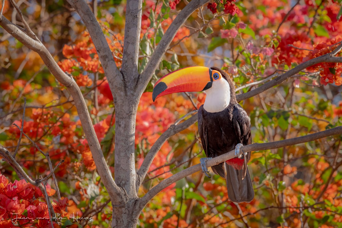 Photographic birding with Juan van den Heever Photographic birding with Juan van den Heever