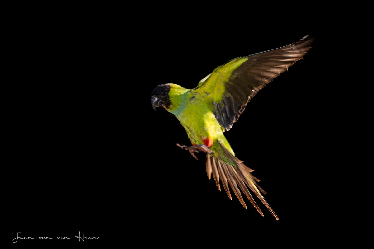 Photographic birding with Juan van den Heever Photographic birding with Juan van den Heever