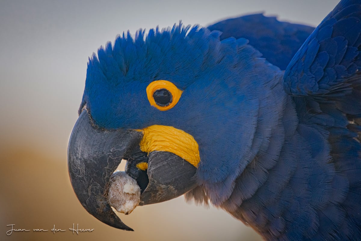 Photographic birding with Juan van den Heever Photographic birding with Juan van den Heever