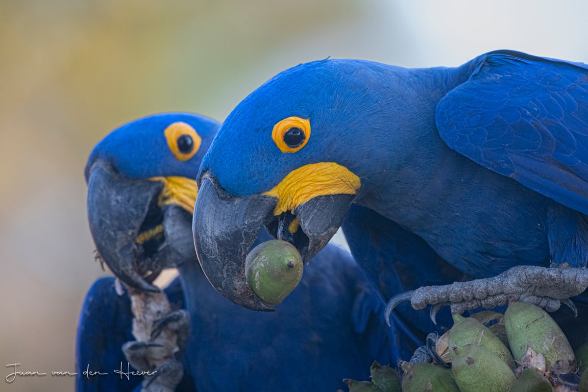 Photographic birding with Juan van den Heever Photographic birding with Juan van den Heever