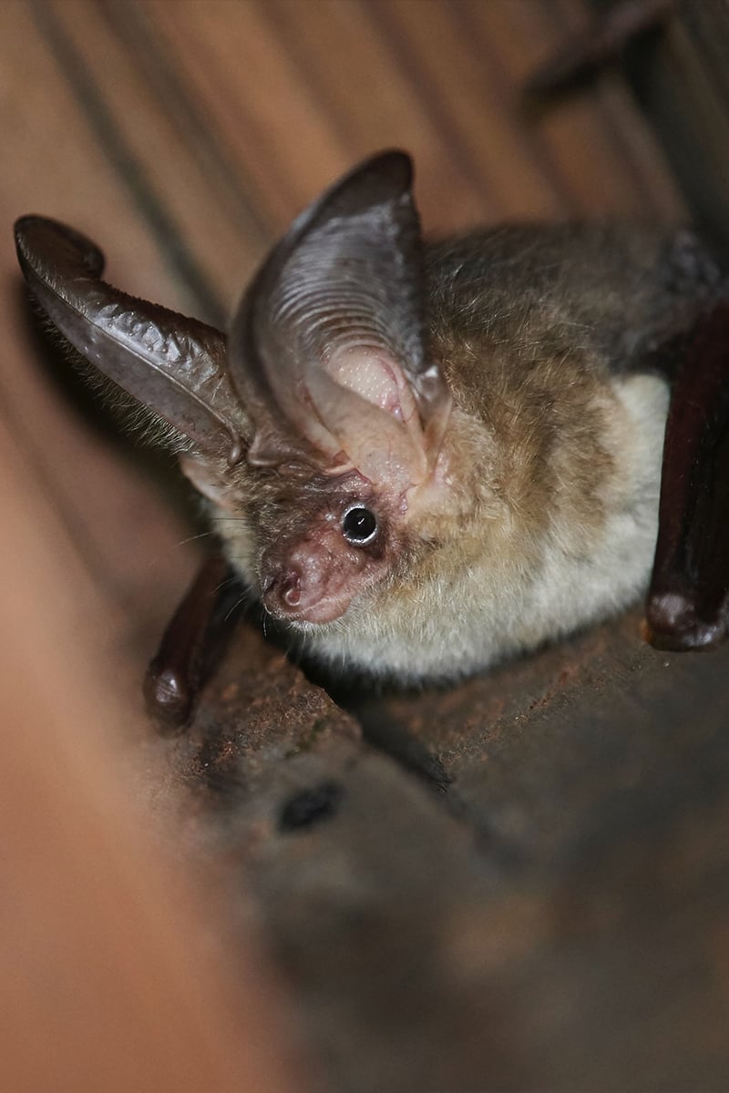 National-wildlife-day-bat