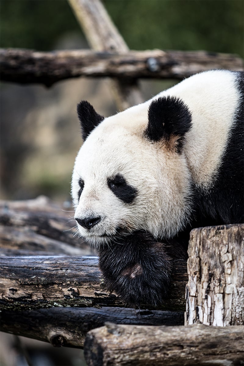 National-wildlife-day-panda National-wildlife-day-panda