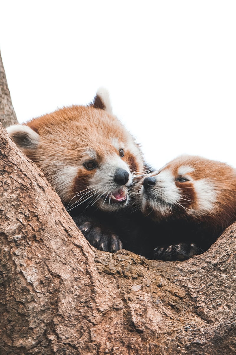 National-wildlife-day-red-panda National-wildlife-day-red-panda